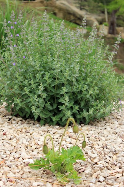 May-Garden-Poppies-and-Catmint